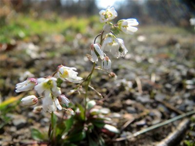 Frühlings-Hungerblümchen (Draba verna) im Schwetzinger Hardt