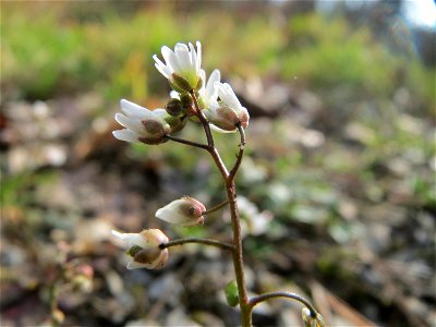 Frühlings-Hungerblümchen (Draba verna) im Schwetzinger Hardt