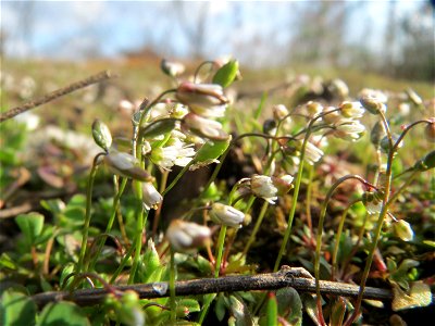Frühlings-Hungerblümchen (Draba verna) im Schwetzinger Hardt