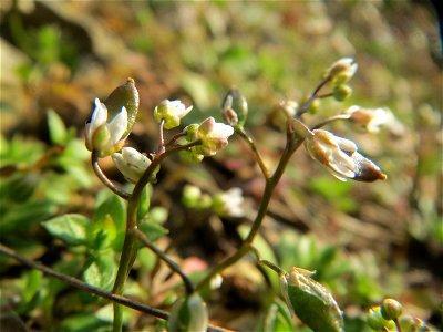 Frühlings-Hungerblümchen (Draba verna) im Schwetzinger Hardt