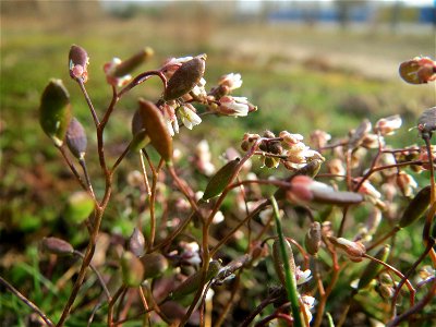 Frühlings-Hungerblümchen (Draba verna) im Schwetzinger Hardt