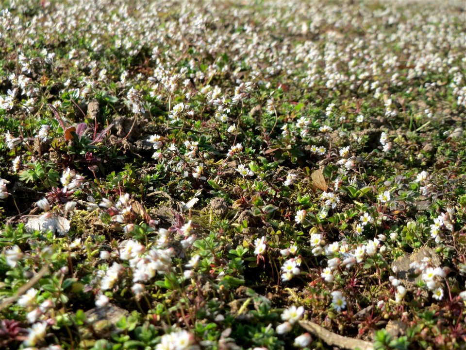 Frühlings-Hungerblümchen (Draba verna) im Landesgartenschaupark Hockenheim