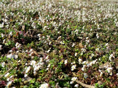 Frühlings-Hungerblümchen (Draba verna) im Landesgartenschaupark Hockenheim