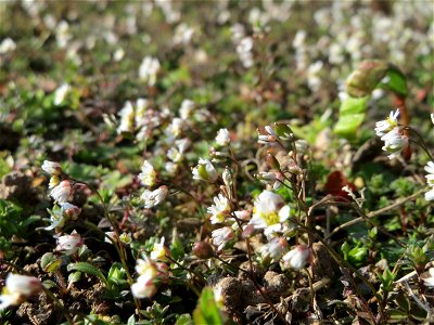 Frühlings-Hungerblümchen (Draba verna) im Landesgartenschaupark Hockenheim