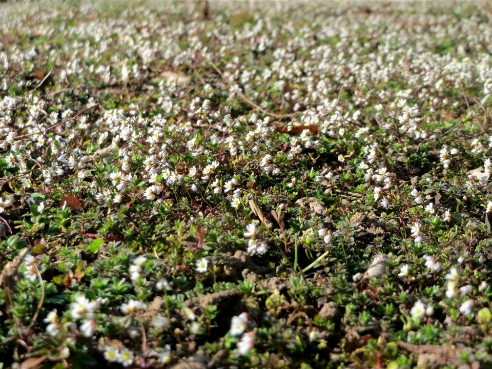 Frühlings-Hungerblümchen (Draba verna) im Landesgartenschaupark Hockenheim