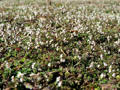Frühlings-Hungerblümchen (Draba verna) im Landesgartenschaupark Hockenheim