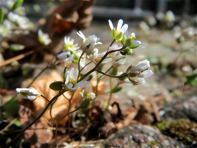 Frühlings-Hungerblümchen (Draba verna) in Hockenheim