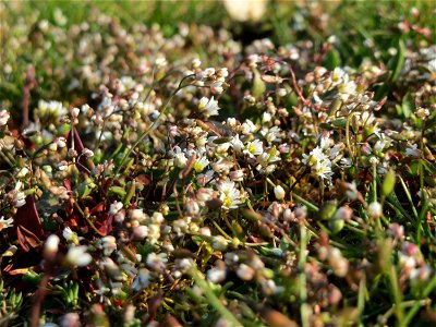 Frühlings-Hungerblümchen (Draba verna) in Hockenheim
