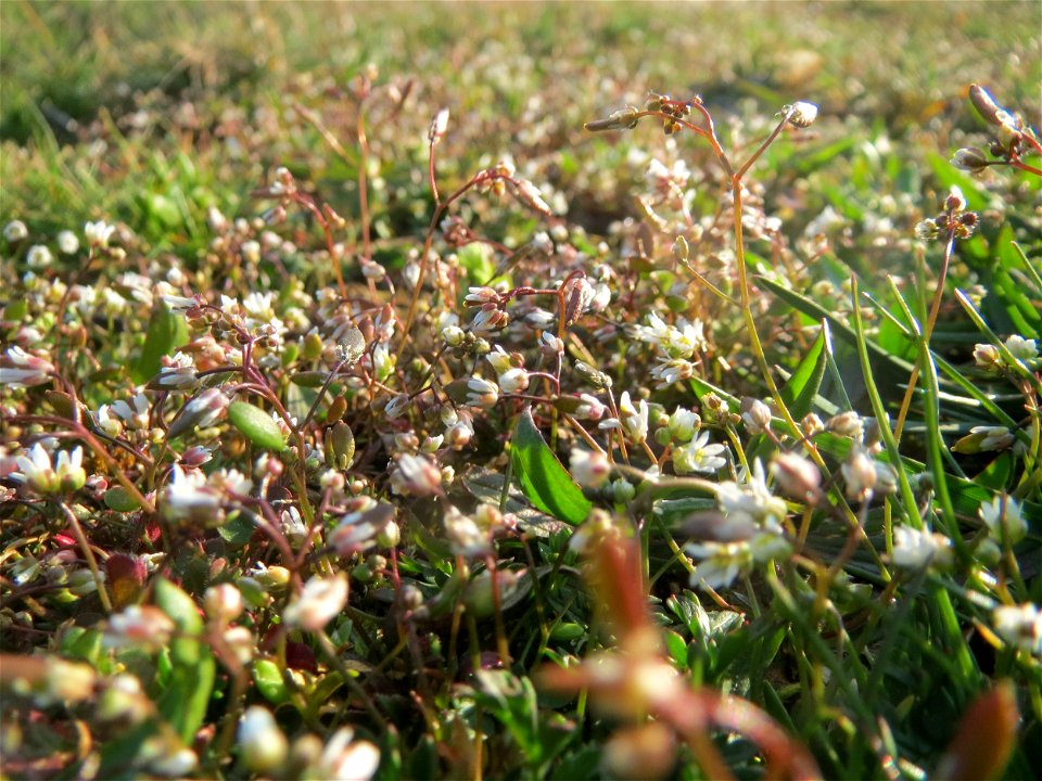 Frühlings-Hungerblümchen (Draba verna) in Hockenheim