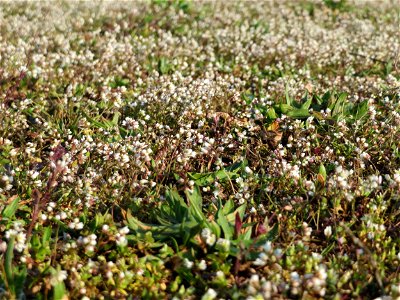 Frühlings-Hungerblümchen (Draba verna) in Hockenheim