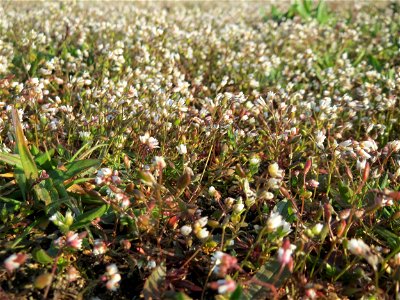 Frühlings-Hungerblümchen (Draba verna) in Hockenheim