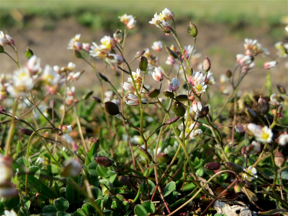 Frühlings-Hungerblümchen (Draba verna) im Hockenheimer Rheinbogen