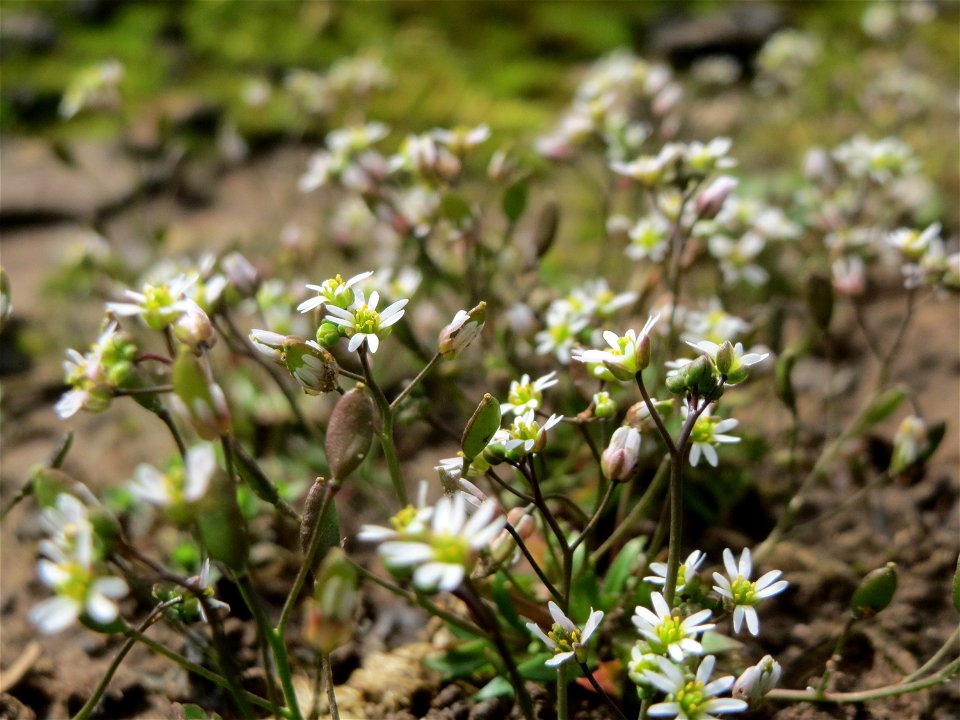 Frühlings-Hungerblümchen (Draba verna) am Osthafen Saarbrücken