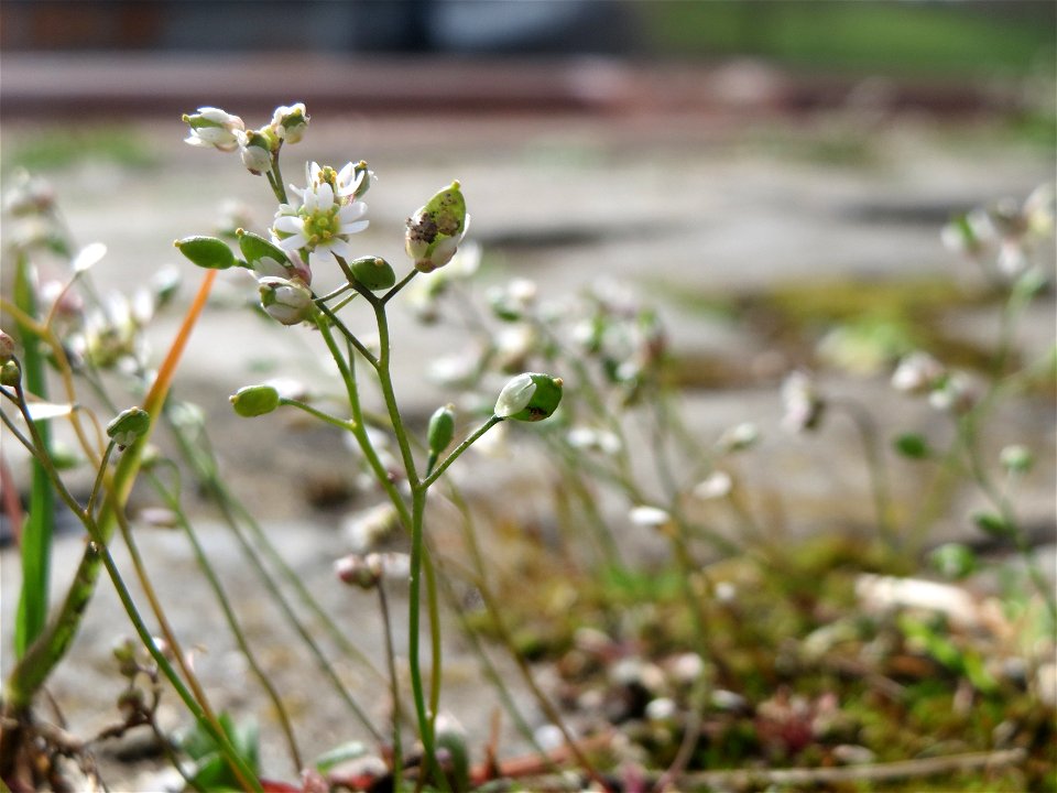 Frühlings-Hungerblümchen (Draba verna) am Osthafen Saarbrücken
