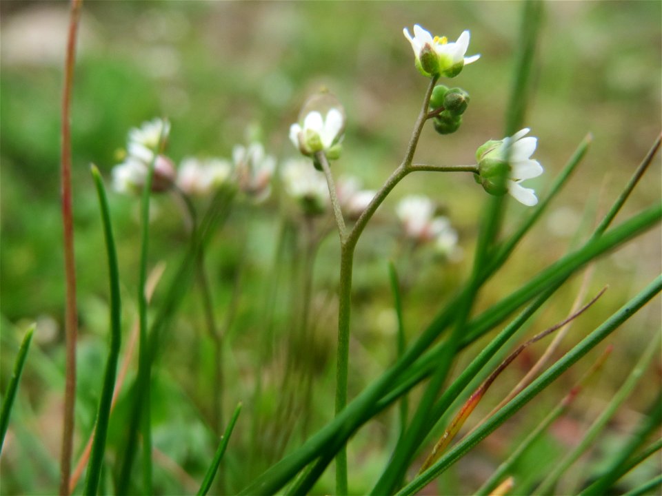 Frühlings-Hungerblümchen (Draba verna) in Bruchmühlbach-Miesau