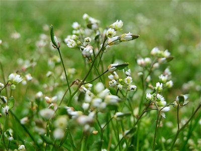 Frühlings-Hungerblümchen (Draba verna) in Hockenheim
