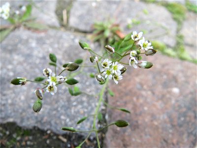 Frühlings-Hungerblümchen (Draba verna) im Neuenheimer Feld in Heidelberg