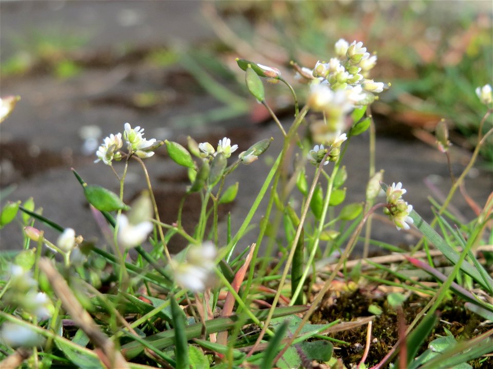Frühlings-Hungerblümchen (Draba verna) in Heidelberg