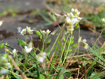 Frühlings-Hungerblümchen (Draba verna) in Heidelberg