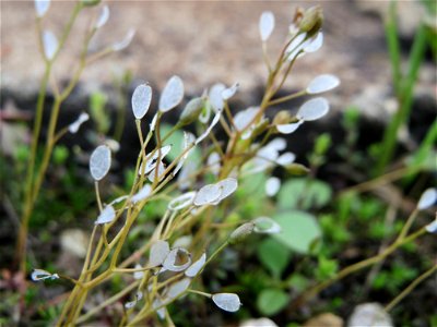 Frühlings-Hungerblümchen (Draba verna) am Bahnhof Oftersheim