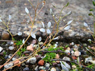 Frühlings-Hungerblümchen (Draba verna) am Bahnhof Oftersheim