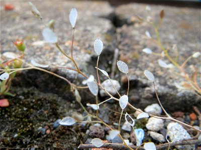 Frühlings-Hungerblümchen (Draba verna) am Bahnhof Oftersheim
