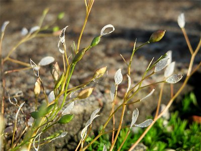 Frühlings-Hungerblümchen (Draba verna) am Bahnhof Oftersheim
