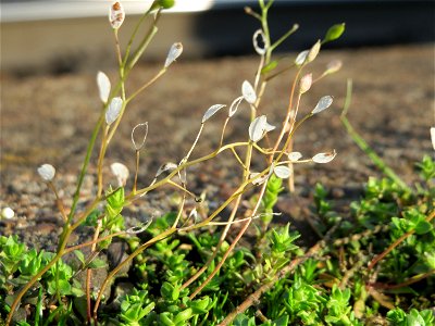 Frühlings-Hungerblümchen (Draba verna) am Bahnhof Oftersheim