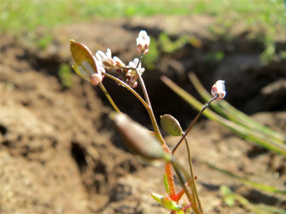 Frühlings-Hungerblümchen (Draba verna) in Hockenheim