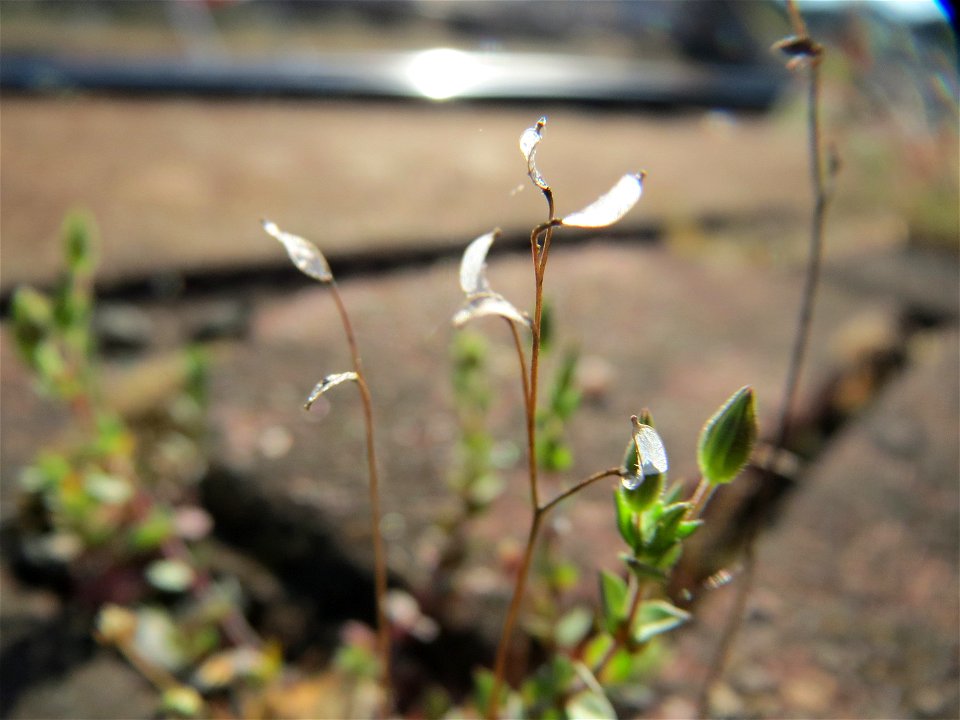 Frühlings-Hungerblümchen (Draba verna) am Hauptbahnhof Mannheim