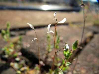Frühlings-Hungerblümchen (Draba verna) am Hauptbahnhof Mannheim