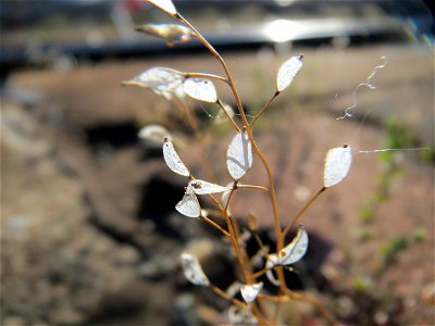Frühlings-Hungerblümchen (Draba verna) am Hauptbahnhof Mannheim