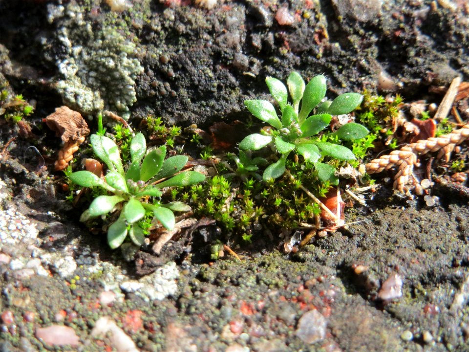 Ritzen-Botanik Frühlings-Hungerblümchen (Draba verna) in Hockenheim - zur Zeit erst nur die Grundblätter - das genügsame Pflänzchen wächst gerne in Pflasterstein-Ritzen