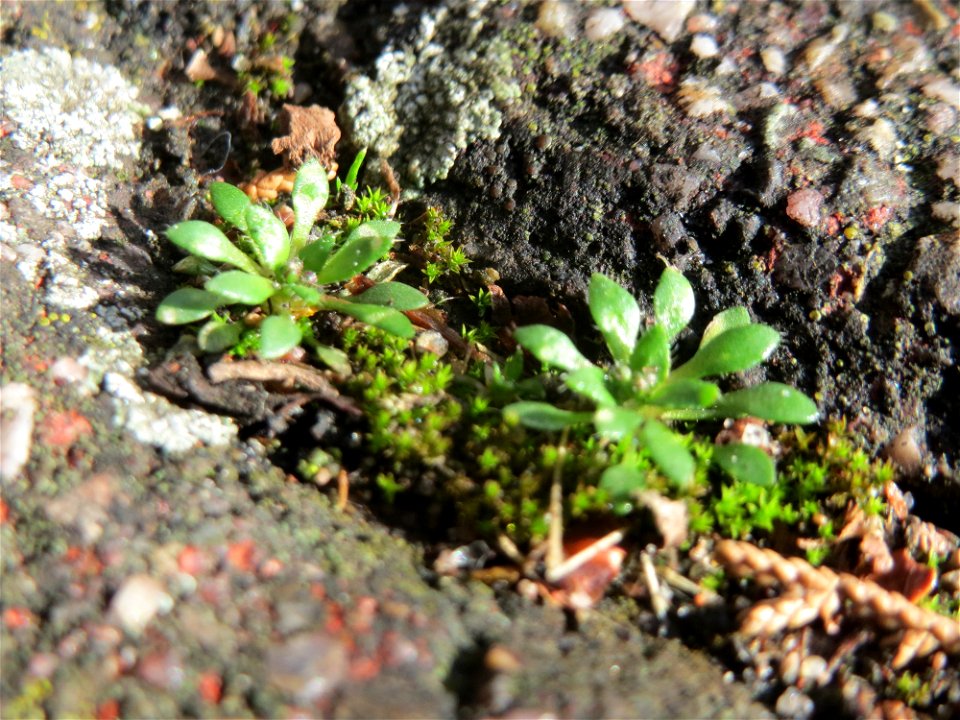 Ritzen-Botanik Frühlings-Hungerblümchen (Draba verna) in Hockenheim - zur Zeit erst nur die Grundblätter - das genügsame Pflänzchen wächst gerne in Pflasterstein-Ritzen