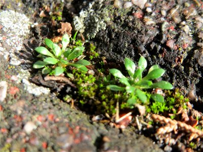 Ritzen-Botanik Frühlings-Hungerblümchen (Draba verna) in Hockenheim - zur Zeit erst nur die Grundblätter - das genügsame Pflänzchen wächst gerne in Pflasterstein-Ritzen