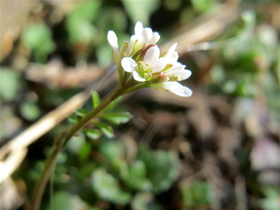 Ritzen-Botanik: Frühlings-Hungerblümchen (Draba verna) in Hockenheim - das genügsame Pflänzchen wächst gerne in Pflasterstein-Ritzen
