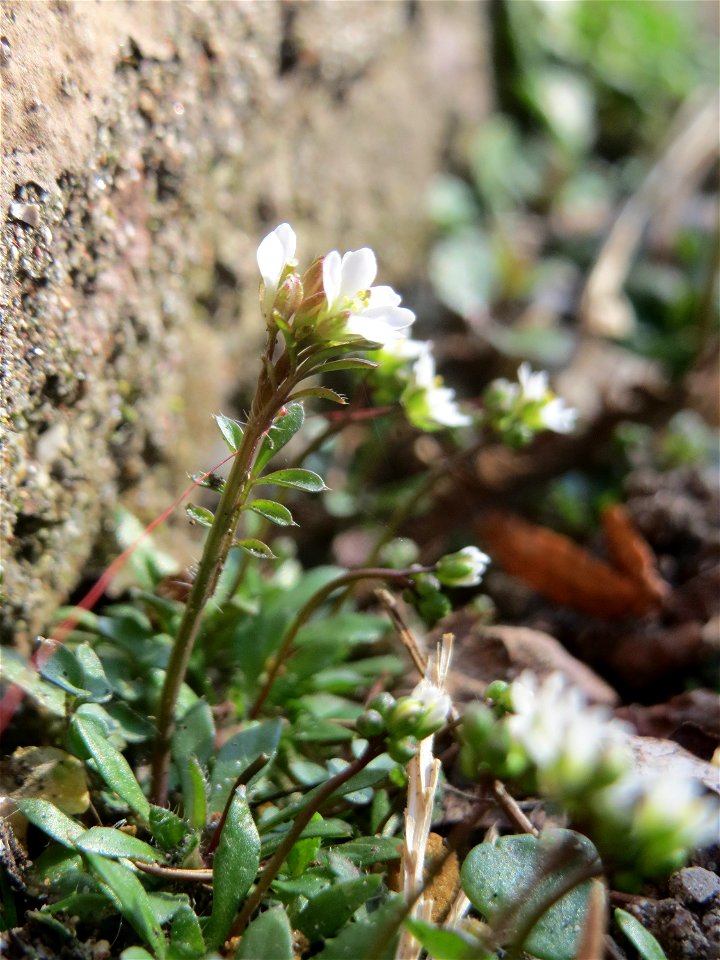Ritzen-Botanik: Frühlings-Hungerblümchen (Draba verna) in Hockenheim - das genügsame Pflänzchen wächst gerne in Pflasterstein-Ritzen