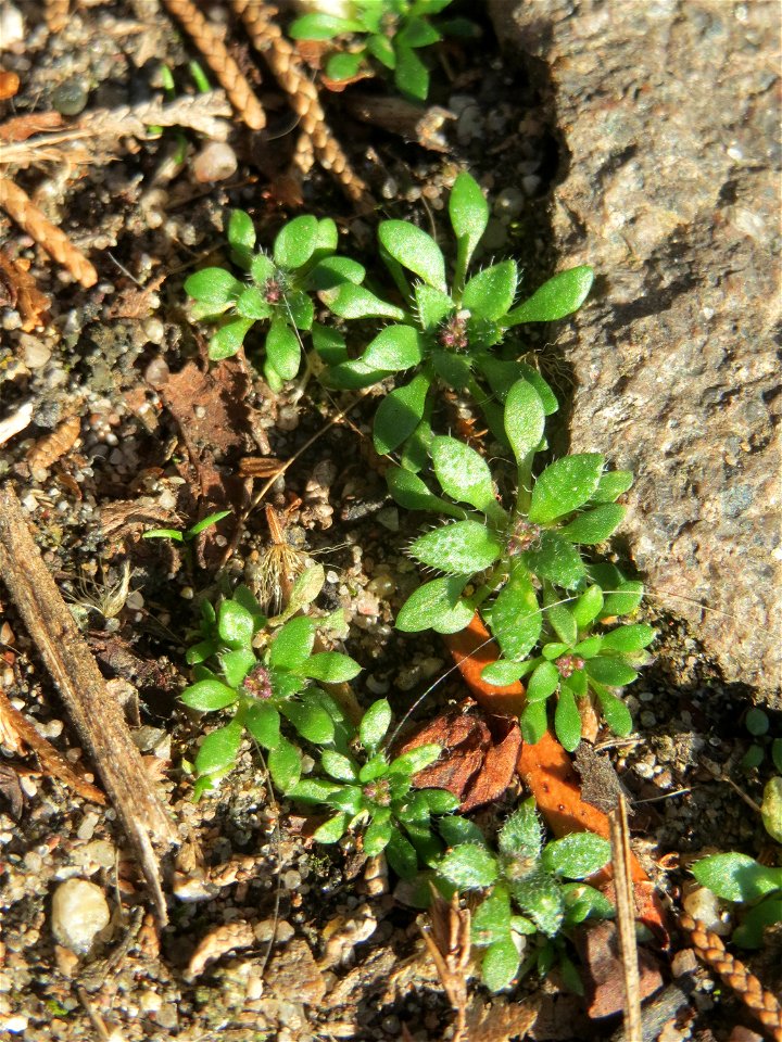 Grundblätter vom Frühlings-Hungerblümchen (Draba verna) in Hockenheim