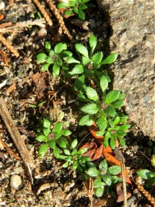 Grundblätter vom Frühlings-Hungerblümchen (Draba verna) in Hockenheim
