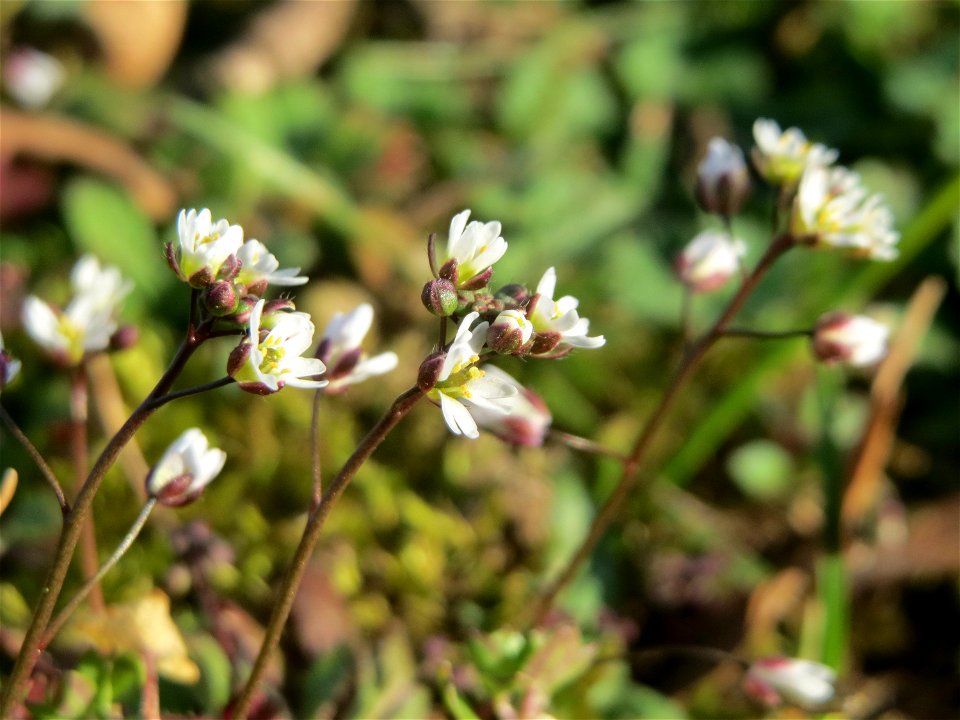 Frühlings-Hungerblümchen (Draba verna) im Gartenschaupark Hockenheim