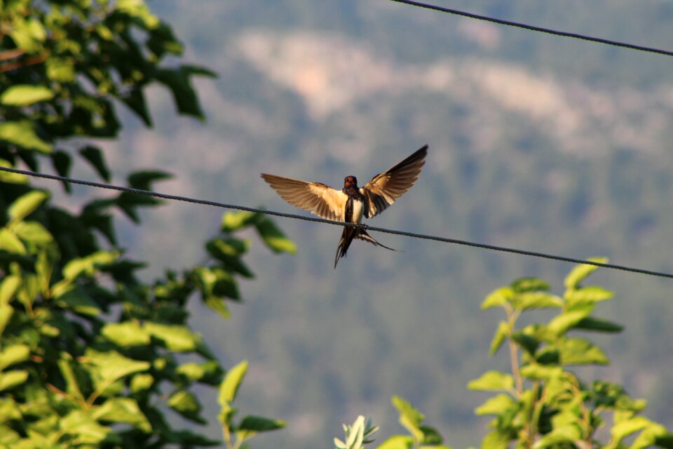 Animal birds sky