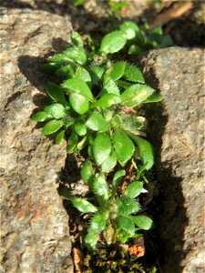 Grundblätter vom Frühlings-Hungerblümchen (Draba verna) in Hockenheim