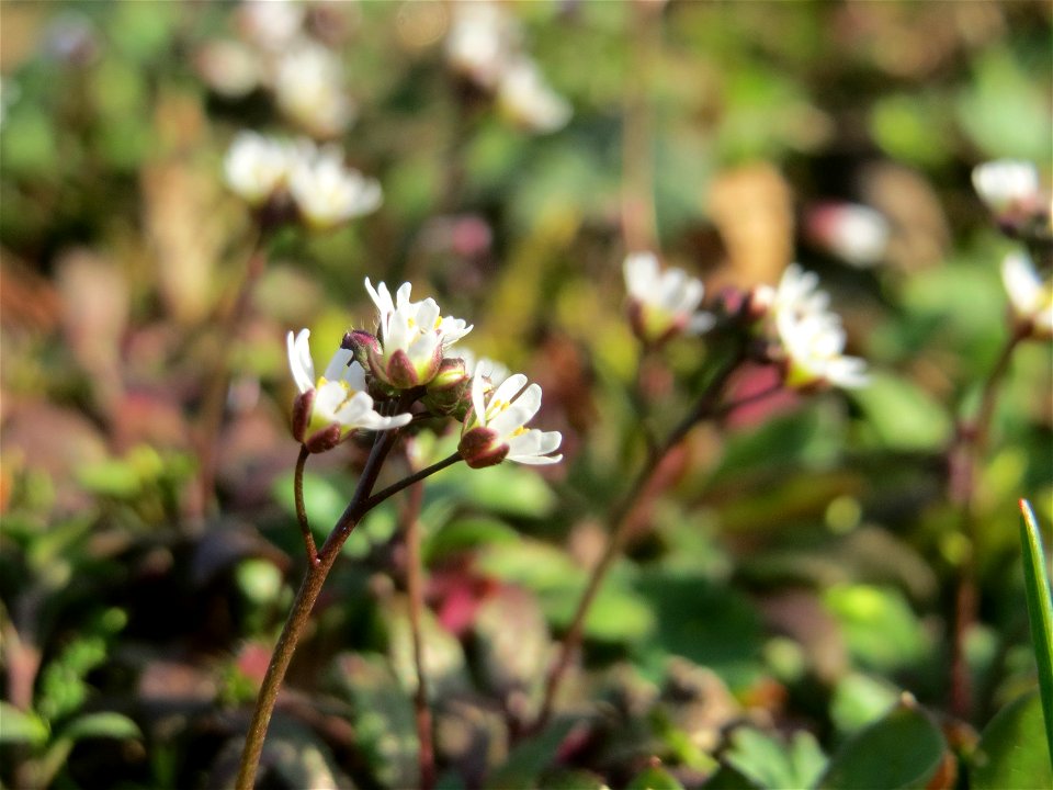 Frühlings-Hungerblümchen (Draba verna) im Gartenschaupark Hockenheim