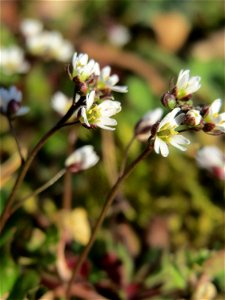 Frühlings-Hungerblümchen (Draba verna) im Gartenschaupark Hockenheim
