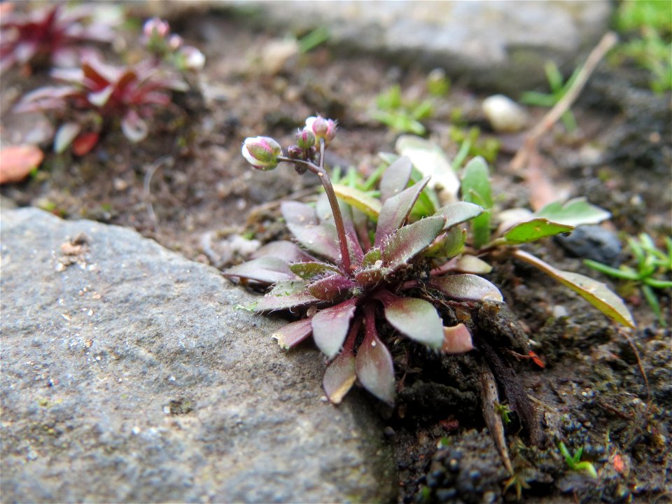 Frühlings-Hungerblümchen (Draba verna) am Osthafen Saarbrücken
