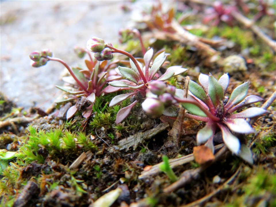 Frühlings-Hungerblümchen (Draba verna) am Osthafen Saarbrücken