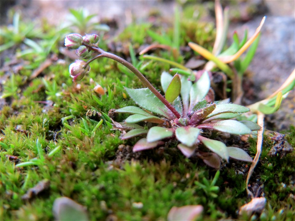 Frühlings-Hungerblümchen (Draba verna) am Osthafen Saarbrücken