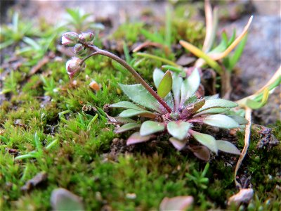 Frühlings-Hungerblümchen (Draba verna) am Osthafen Saarbrücken