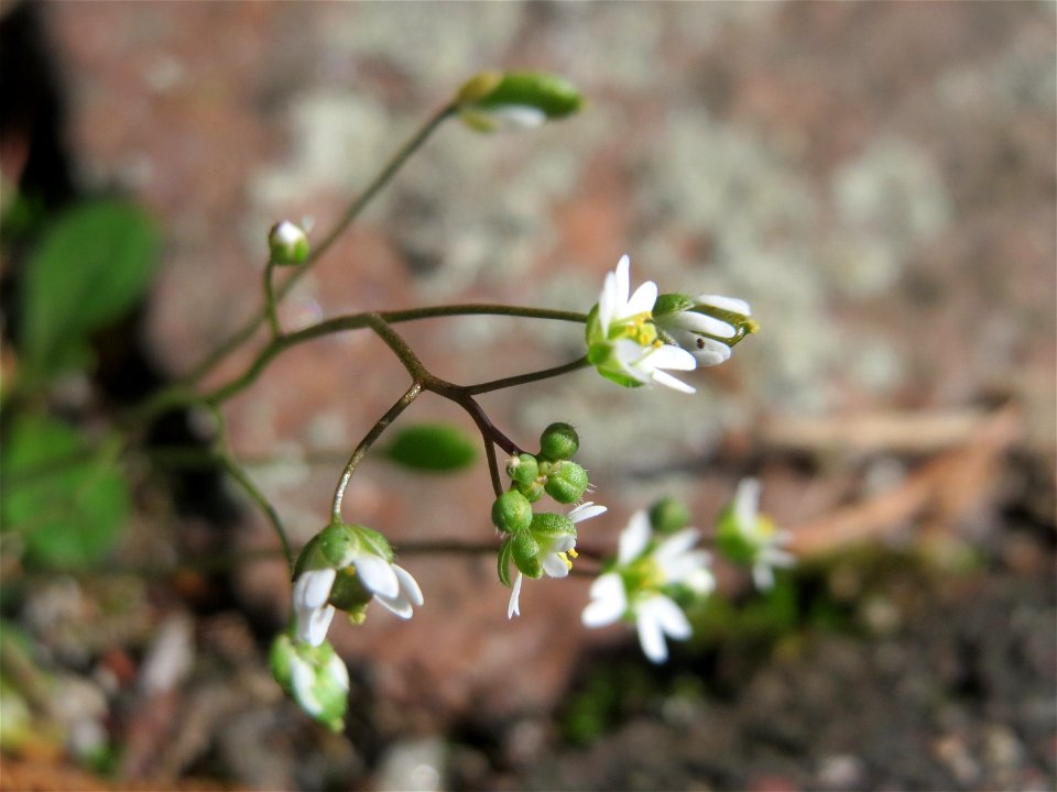 Frühlings-Hungerblümchen (Draba verna) in Hockenheim