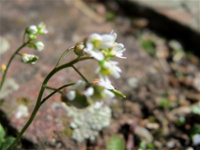 Frühlings-Hungerblümchen (Draba verna) in Hockenheim